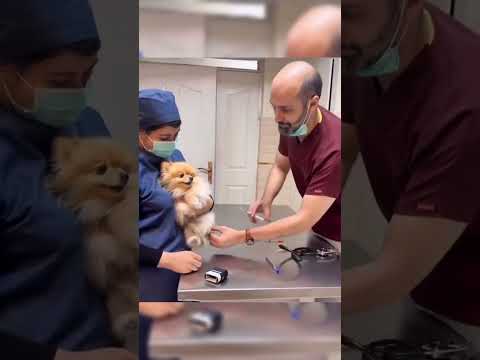 Funny and cute dogs compilation#cute#doglover#doglife#cure#dogshorts#pet#doglife#dogshorts