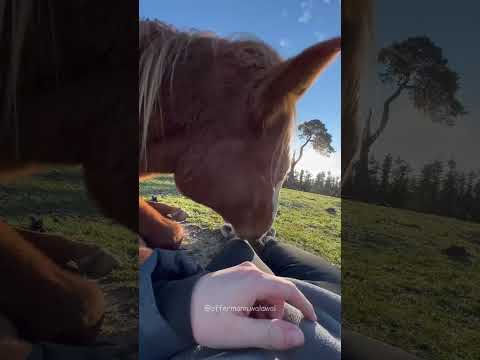 Horses understand human emotions❤️❤️ #foryou #funny #funnyanimals #horse #horses #fypyoutube #fyp