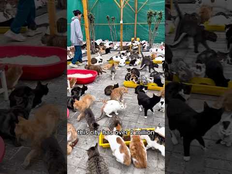 A Cat City #shorts #animals #cat #cute #funny