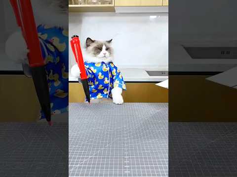 The cat is very intelligent 🤓#shorts #viralshort #cat #reshiyounus