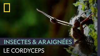 Ce champignon infeste les fourmis et les transforme en zombies