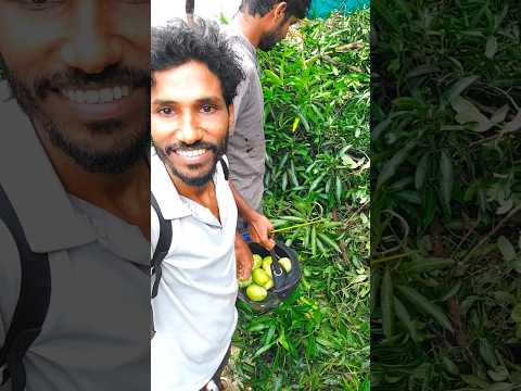 റോഡിൽ വീണ മരത്തിൽ നിന്നും കുറെ നല്ല നാടൻ മാങ്ങാ കിട്ടി | mango tree cutting  #mangotree #treecutting