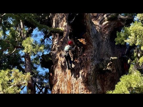 ΗΠΑ: Σκαθάρια απειλούν τα ιστορικά δέντρα Σεκόγια