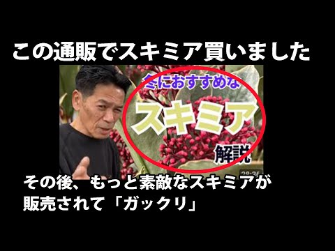【開花園通販】で、スキミアを買ったら、その後すぐに、もっと素敵なスキミアが、販売されました。スキミアシリーズ第二段