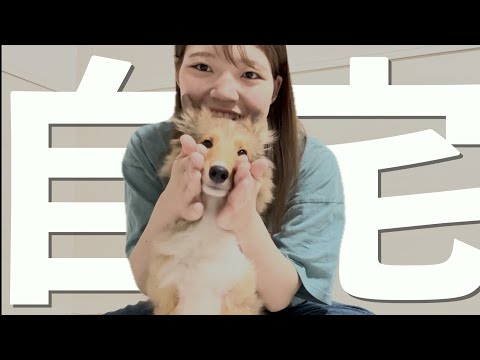 自宅でやんちゃ犬のブラッシングします!