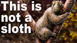 Every Time Things Have Evolved Into Sloths