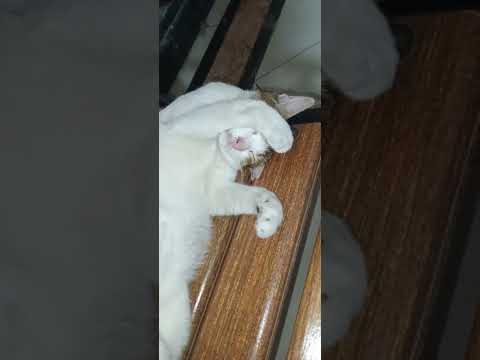 🙀Sound😴Sleep with Hand on Eyes#shorts#ytshorts#youtubeshorts#viral#reels#shortsfeed#explore#trending