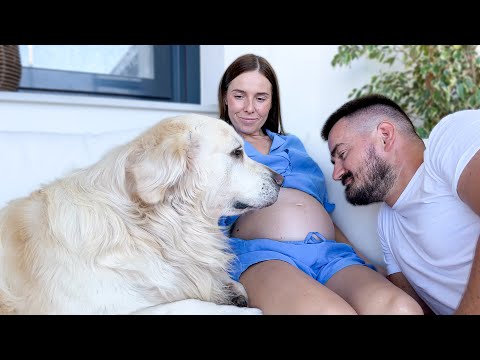 My Funny Dog Protecting Pregnant Woman