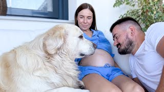 My Funny Dog Protecting Pregnant Woman