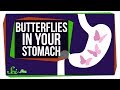 Understanding the Autonomic Nervous System and the 'Butterflies' Feeling