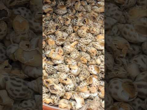 Ivory Shells/Benjie Gonzales tv