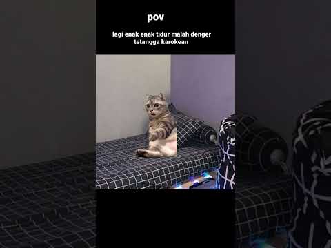 😹😹😹#cat #comedy #funny #lucu #humor