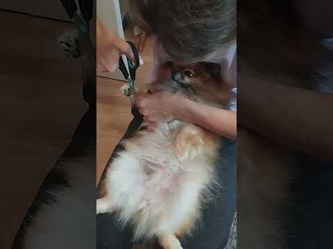 Дуня.. #song #music #edit #pets