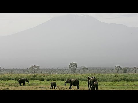 YouTube video thumbnail: Elephants' Calm Response to Drones Opens new Doors for Observation - Study