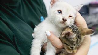 Podcast - When disaster strikes: Inside the race to rescue animals