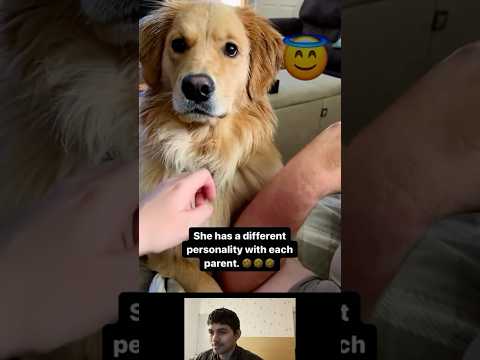 Jealous Dog Protects Owner! 😡❤️ #FunnyDogs #DogLover #funny #petcaretips #cozycats #duet #petcare