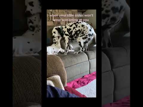 #funnydogs#cute#doglover#doglife#cure#dogshorts#pet#doglife#dogshorts#funnyanimals