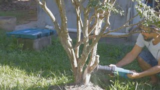 Boa desculpa no Bonsai para tirar a Jabuticabeira do chão?
