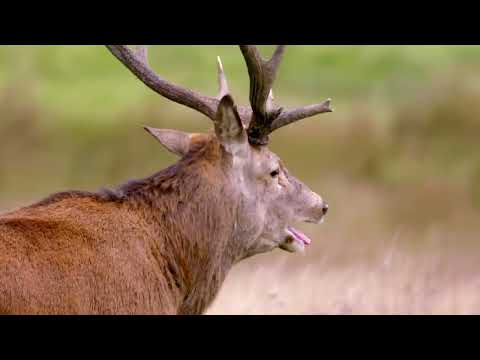 Wales’s Wildlife in Transition (4K Documentary)