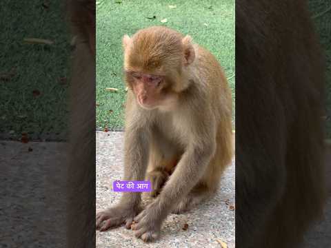 भूख से बेहाल बंदर जोड़े की मदद। #shortsfeed #monkey