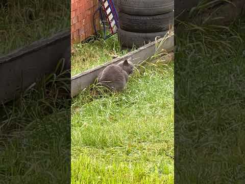 Британский кот на охоте