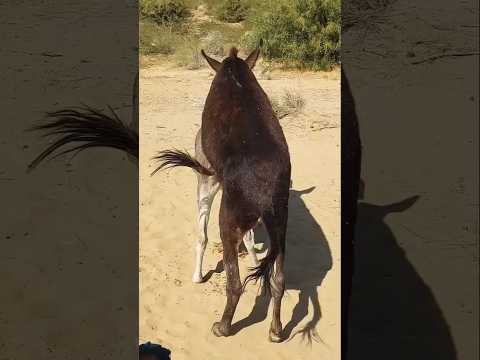 #goat #animals #deer #horse #cow #foryou #pets #youtubeshorts #animalfood #animalfarming you