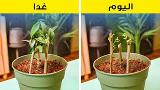 احمِ حديقتك بحيل سهلة. حيل لنباتات جميلة