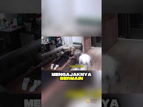Karena bagi anak ini, ibunya adalah segalanya
