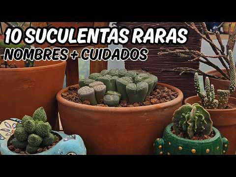 SUCULENTAS RARAS con sus ID y CUIDADOS