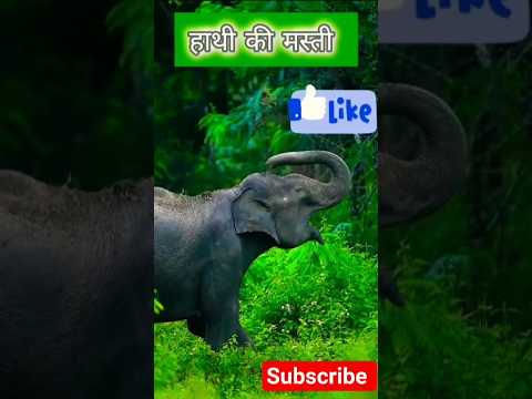 😱ओह माय गॉड हाथी ने शेर को पछाड़ा 😱 जबरदस्त फाइट #animal #sher #hathi #cartoon #animals #animal