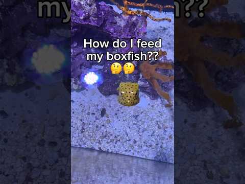 How do I feed my fish with anxiety??
