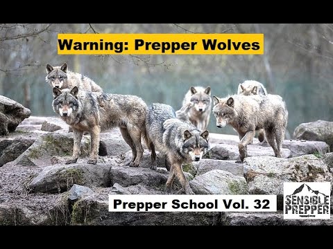 Warning: Prepper Wolves!  Prepper School Vol. 32