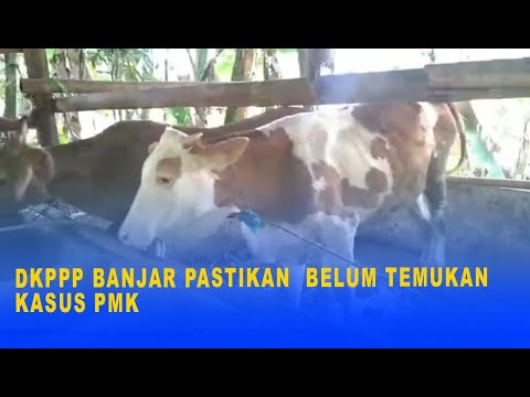 DKPPP BANJAR PASTIKAN BELUM TEMUKAN KASUS PMK