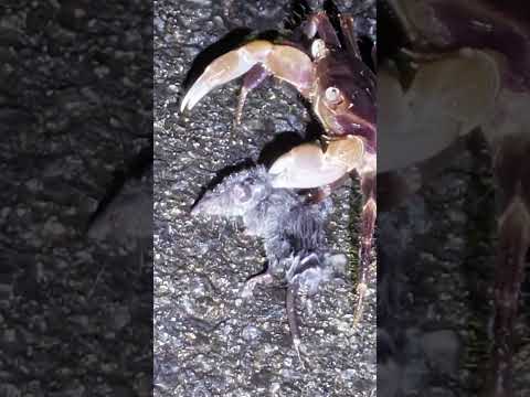 いえまでもちかえり(文字なし)