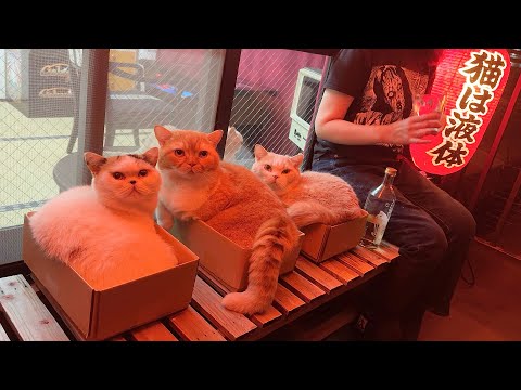 母の晩酌に付き合う猫たちが愛おしくて仕方ありません