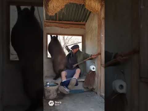 시골 화장실에 난입한 멧돼지들 #코믹 #shorts