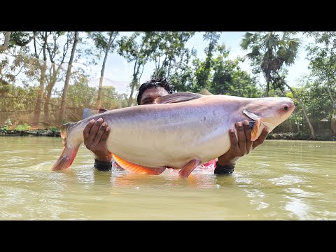 Cast Net Fishing | Net Fishing | Best Net Fishing Video #fish_video #fishing #fish #bigfish