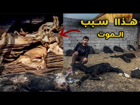وأخيرآ وصلنا الى السبب الرئيسي لمرض الطاعون🦠 موت اكثر من 2000 جاموسة