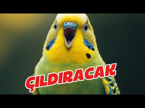 ÇILDIRACAK! Dinlet Kuşunu Mutlu Et Muhabbet Kuşu Sesi! @JollyBirdss farkı ile!