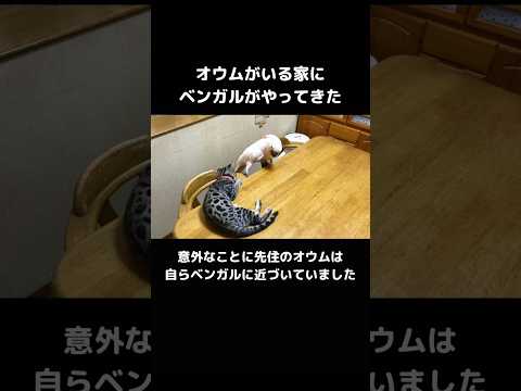 妹ベンガルと先住オウムの成長記録 #オウム #ベンガル #shorts サムネイル