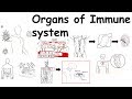 Immune System Functions and Structures