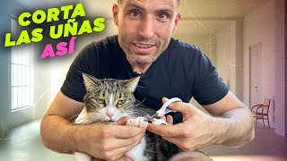 GUÍA PRÁCTICA para CORTARLE LAS UÑAS A TU GATO sin estrés 😻✂️💅 Evita estos errores
