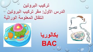درس1: وحدة تركيب البروتين الجزء الأول : مقر تركيب البروتين وانتقال المعلومةالوراثية/BAC2026