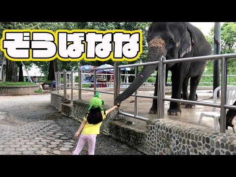 タイの動物園でぞうにばななをあげた動画　たーたんねる