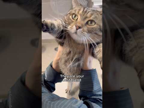You are their whole world ❤️ #shorts #cat #funny
