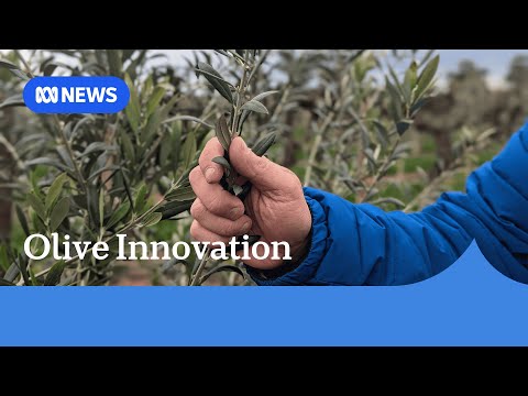 YouTube video thumbnail: Australian Innovation to Boost Olive Flavour, Improve Efficiency
