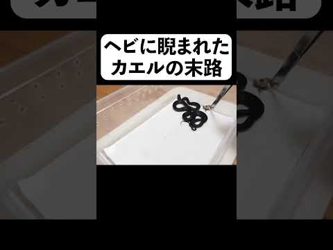 ヘビに睨まれたカエルの末路#shorts