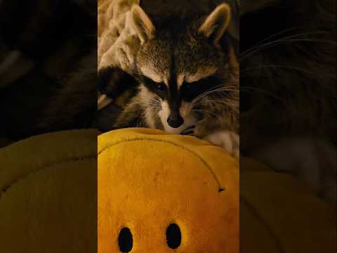 Tigger The raccoons' favorite pass time ❤️🦝 #raccoonlivesmatter #raccoon #cute #wildlife #furbaby