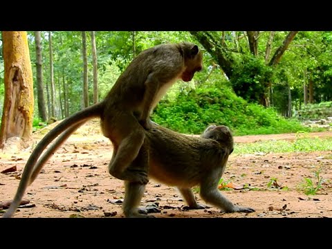 OMG YOUNG MONKEY TRAINING METING .WHY MONKEY DO LIKE THIS?