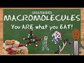 Exploring the Role of Macromolecules in Nutrition